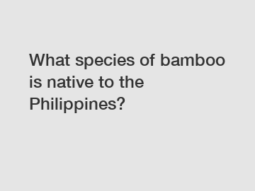 What species of bamboo is native to the Philippines?